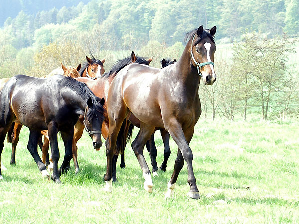  Our two year old Trakehnre colts in April 2009 - Trakehner Gestt Hmelschenburg - Foto: Beate Langels