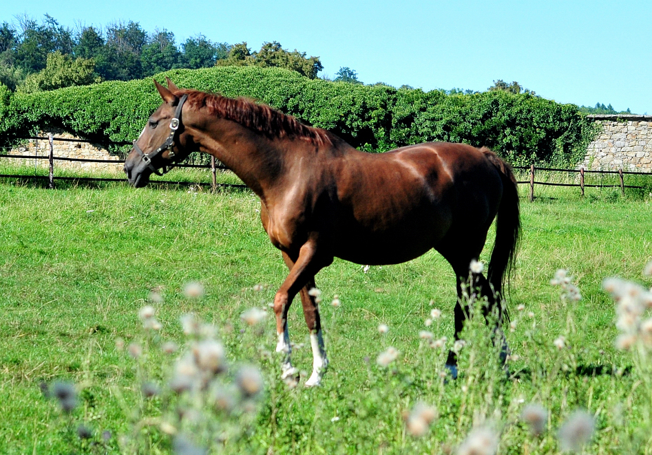 Impressionen - August 2025 - Trakehner Gest�t H�melschenburg  - Foto: Beate Langels