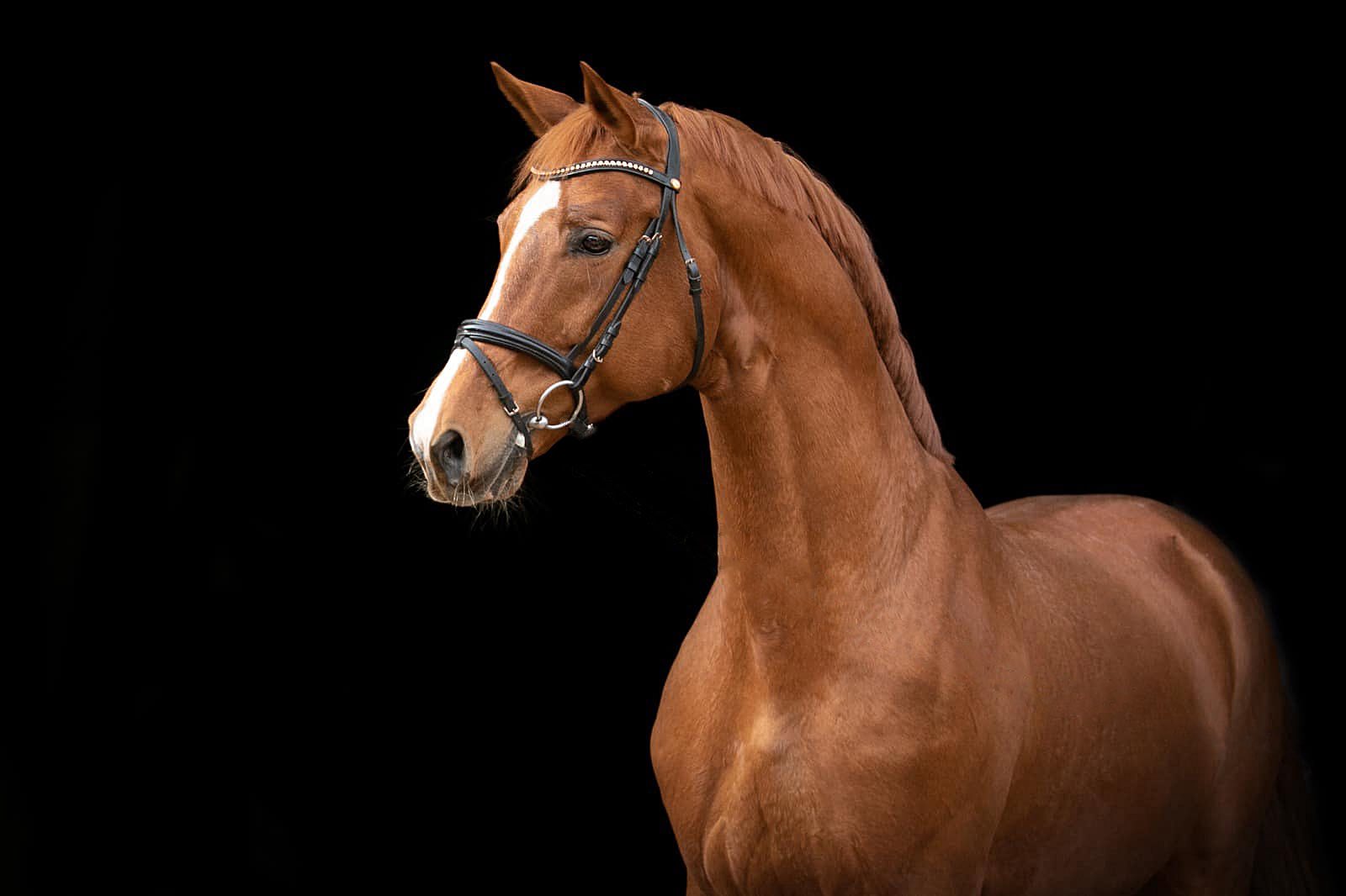 Trakehner Hengst Glücksruf v. Dramatiker - Foto M. Düsterwald - Gestüt Hämelschenburg