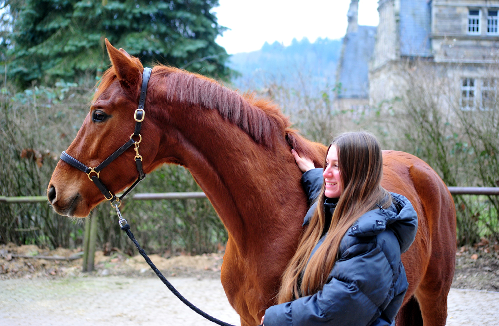 Tantor 3j�hrig - Trakehner von Zauberdeyk u.d. Pr.u.StPrSt. Tacyra v. Saint Cyr- Foto: Beate Langels