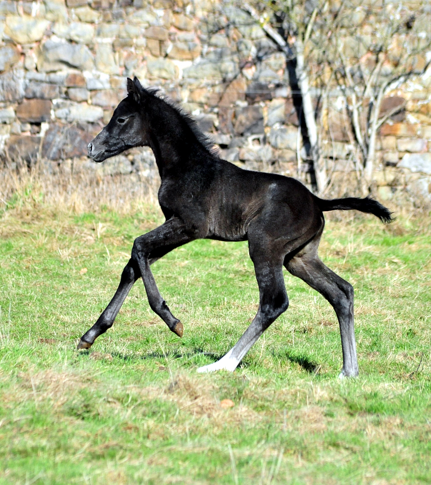 Tea in the Morning am 20.02.2026 Gest�t H�melschenburg - 
Foto: Beate Langels