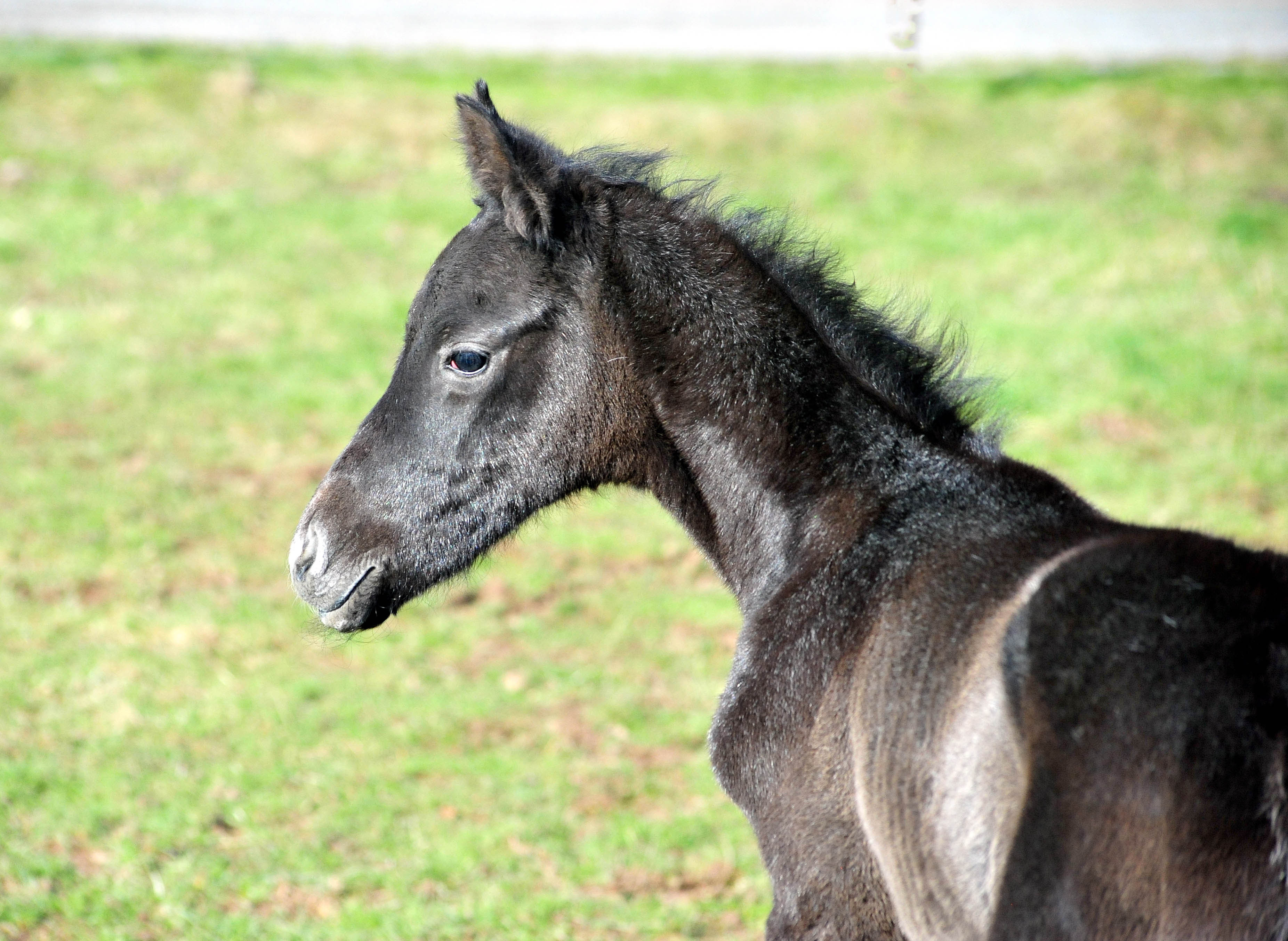 Hengstfohlen von Hopkins u.d. Pr.St. Tea at Five 20.02.2026 Gest�t H�melschenburg - 
Foto: Beate Langels