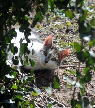 Foto: Beate Langels - Trakehner Gest�t H�melschenburg