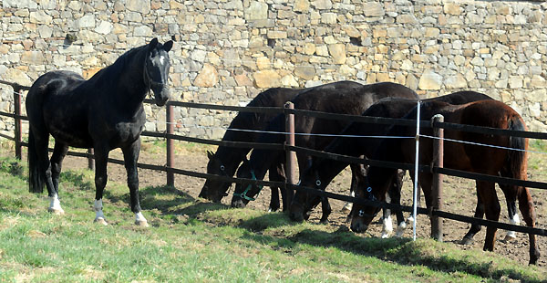 Kostolany und die Jährlingshengste - Foto: Beate Langels - Trakehner Gestüt Hämelschenburg