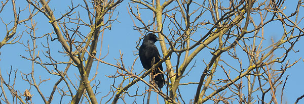 Foto: Beate Langels - Trakehner Gestüt Hämelschenburg