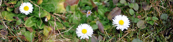 Foto: Beate Langels - Trakehner Gestüt Hämelschenburg
