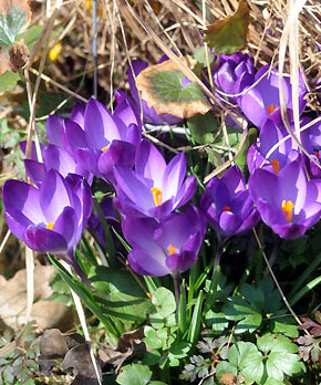 Foto: Beate Langels - Trakehner Gestüt Hämelschenburg