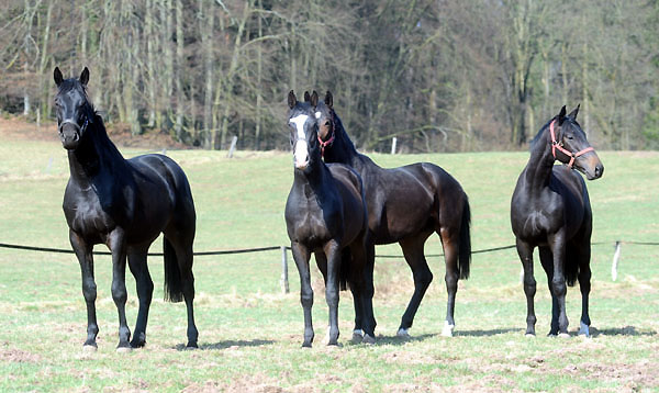 Zweijährige Hengste von Summertime/Greta Garbo, Kostolany/Schwalbenfeder, Symont/Guendalina u. Summertime/Schwalbenflair - Foto: Beate Langels - Trakehner Gestüt Hämelschenburg
