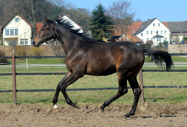 Jährlingshengst von Cadeau x Seeräuber - Foto: Beate Langels - Trakehner Gestüt Hämelschenburg
