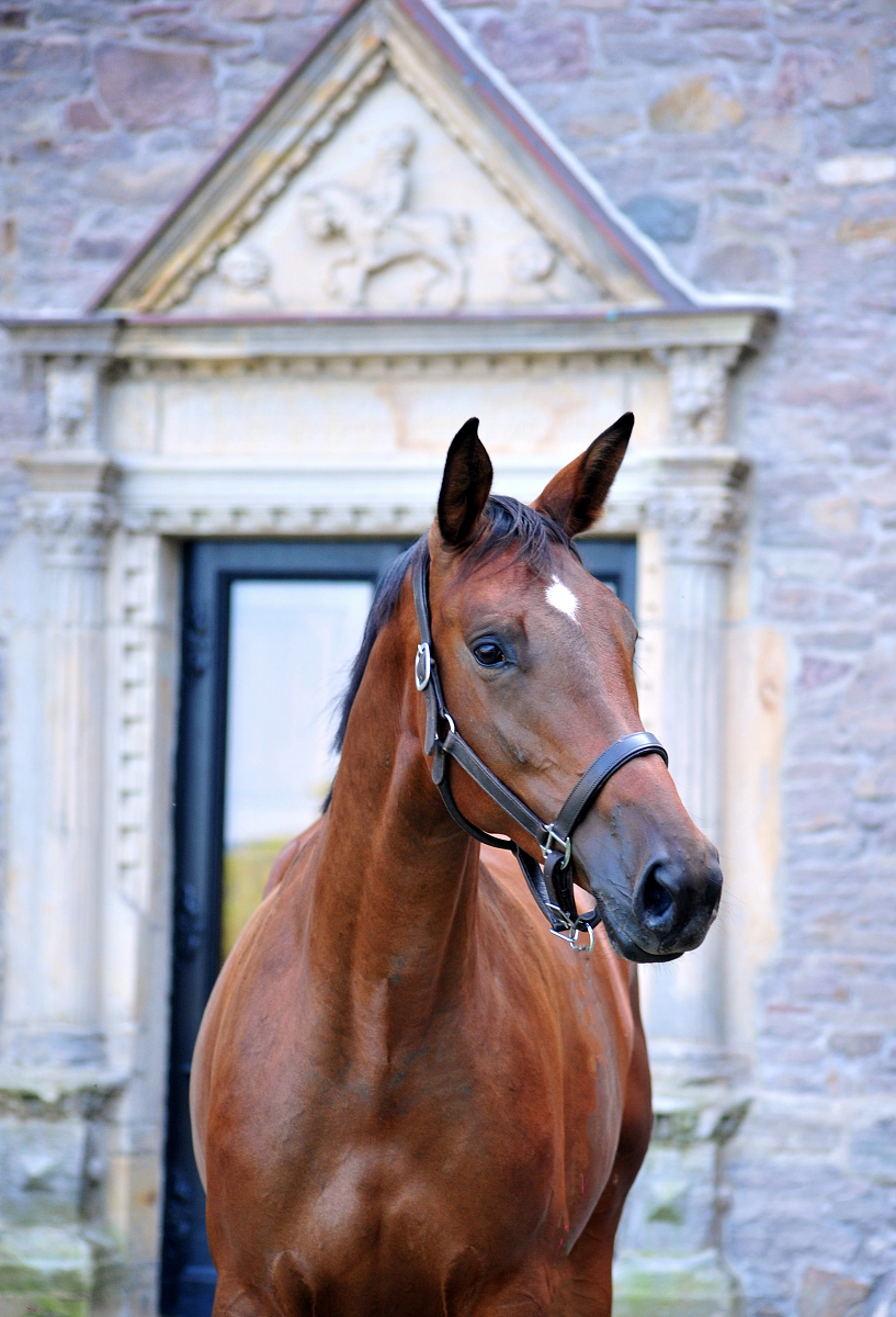 Valea - Trakehner mare by out of Pr.u.StPrSt. Vittoria by Exclusiv- Trakehner Gestüt Hämelschenburg - Foto: Beate Langels - Trakehner Gestüt Hämelschenburg