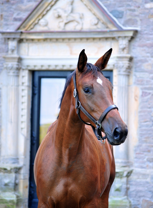 Morgens fr�h an der Emmer bei den Trakehnern - Foto: Sabine Beyer - Trakehner Gest�t H�melschenburg