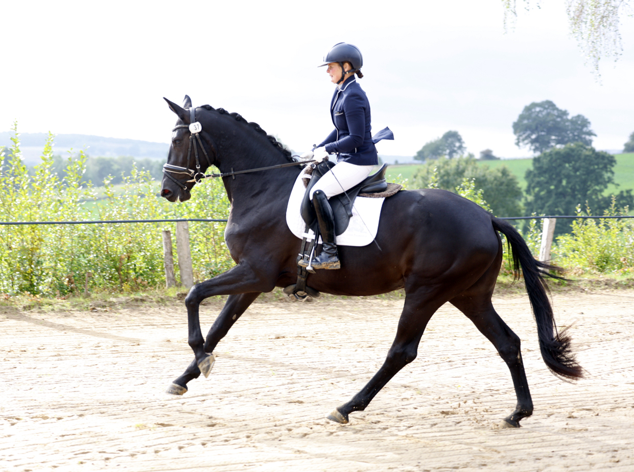3j�hrig Schwalbendynastie bei der zentralen Stuteneintragung - Trakehner Gest�t H�melschenburg - Foto Beate Langels
