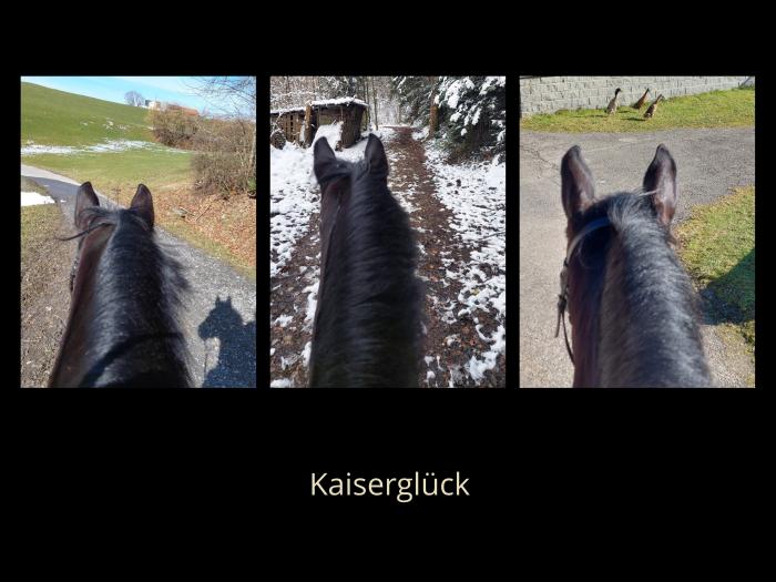 Kaiserglück von Shavalou - Trakehner Gestüt Hämelschenburg - 
copyright by S. Rutz