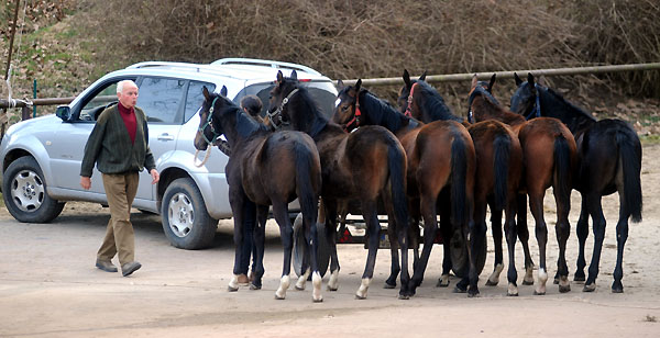 Die Jährlinge kommen zurück zum Stall - Foto: Beate Langels - Trakehner Gestüt Hämelschenburg