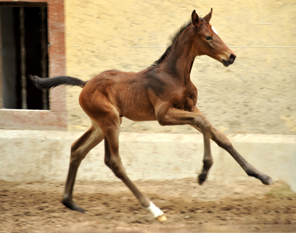 Filly by Exclusiv ouf of Elitemare by Vicenza by Showmaster  - Trakehner Gestt Hmelschenburg