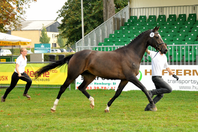 Kendra von Freudenfest  - 1b Preisträgerin der 6. Trakehner Bundesstutenschau in Neustadt/Dosse - Foto: Sabine Langels - Gestüt Schäplitz