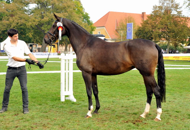 Kendra von Freudenfest  - 1b Preisträgerin der 6. Trakehner Bundesstutenschau in Neustadt/Dosse - Foto: Sabine Langels - Gestüt Schäplitz