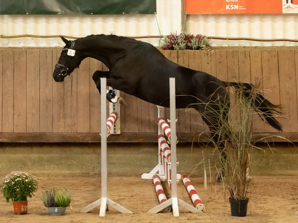 Schwalbe's Magic v. Fürst Magic x Totilas - Trakehner Gestüt Hämelschenburg - Foto Meike Düsterwald