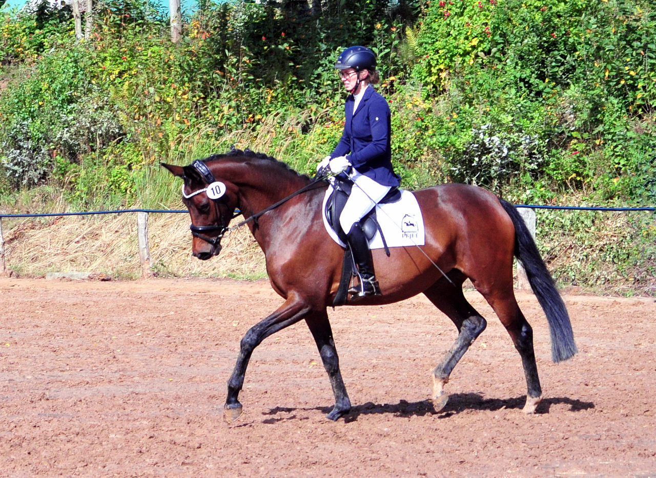 Schwalbe's Primavera v. Schäpitzer u.d. Pr.St. Schwalbe's Beauty v. High Motion - Foto: Beate Langels