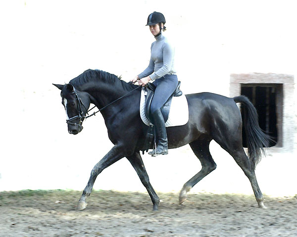 Made by Kostolany - by Kostolany out of Moosblte by Hohenstein - Trakehner Gestt Hmelschenburg, Foto: Beate Langels