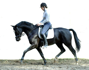 Made by Kostolany  - by Kostolany out of Moosblte by - Trakehner Gestt Hmelschenburg, Foto: Beate Langels
