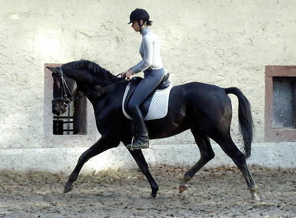 Made by Kostolany  - by Kostolany out of Moosblte by Hohenstein - Trakehner Gestt Hmelschenburg, Foto: Beate Langels