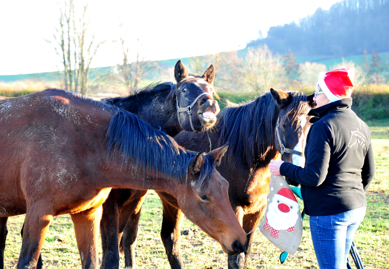 Weihnachtszeit - auf der Feldweide des Gestt Hmelschenburg - Foto: Beate Langels - 
