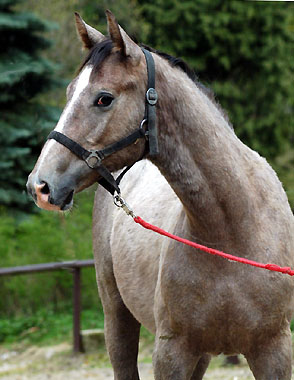 Hengstfohlen von Leonidas - Encrico Caruso (1 Jahr alt) - Trakehner Gestüt Hämelschenburg Beate Langels