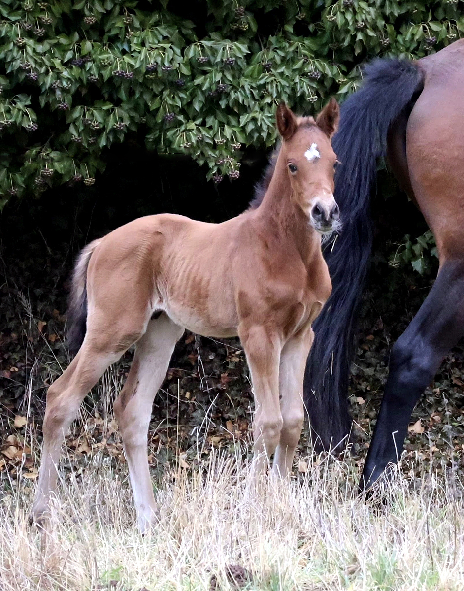 Trakehner  Hengstfohlen von Gl�cksruf - Trakehner Gest�t H�melschenburg - 
Foto: Beate Langels