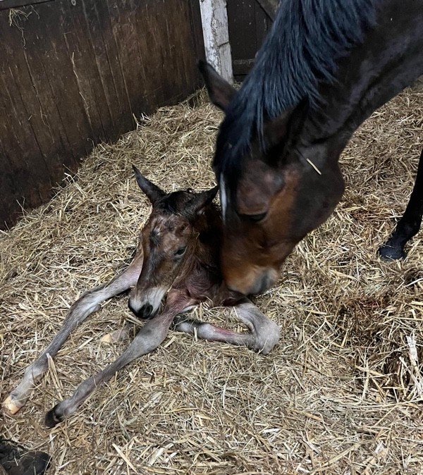 Stutfohlen von Millennium u.d. Pr.u.StPrst. Katniss Everdeen v. Saint Cyr - Gest�t H�melschenburg Beate Langels - Foto: Sabine Langels