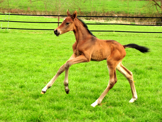 Val d'amour - Filly by Tantalos out of Pr.St. Val d'Isere by High Motion, Foto: Beate Langels - Gestüt Hämelschenburg