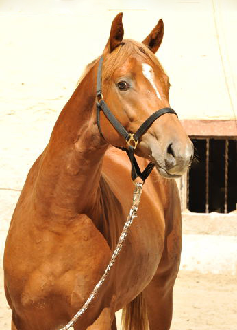 Zweihj�hriger Hengst von Syriano x Uckerm�rker - Foto: Beate Langels