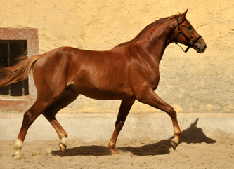 Zweij�hriger Hengst von Syriano x Uckerm�rker - Foto: Beate Langels