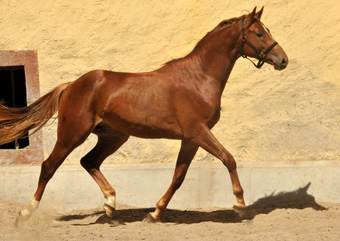 Zweij�hriger Hengst von Syriano x Uckerm�rker - Foto: Beate Langels