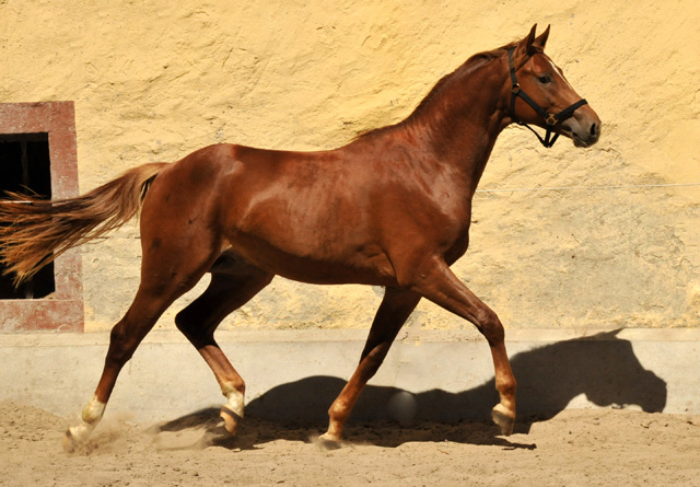 Zweij�hriger Hengst von Syriano x Uckerm�rker - Foto: Beate Langels