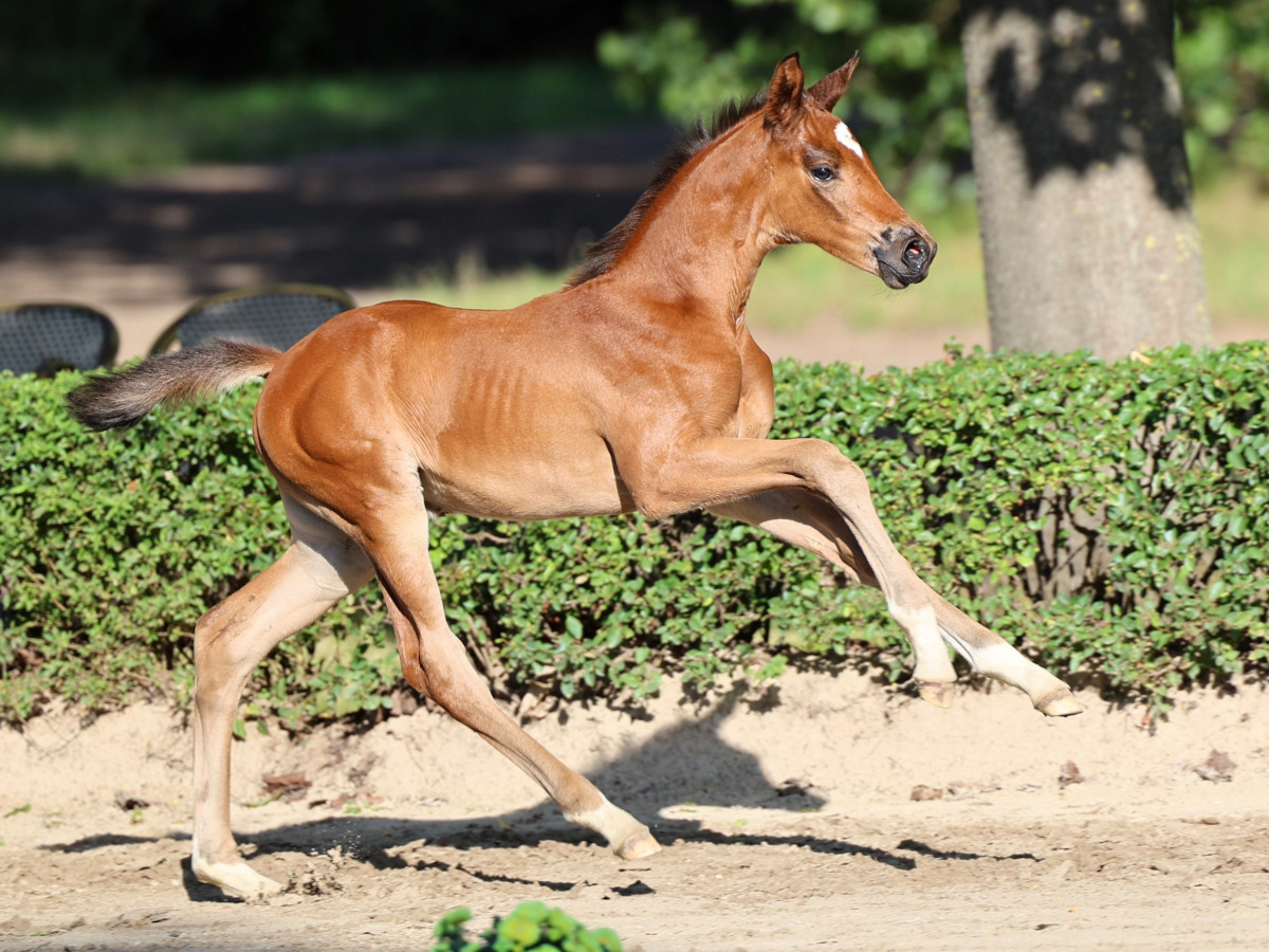 High Motion und Johanna - Trakehner Gest�t H�melschenburg - Foto Beate Langels