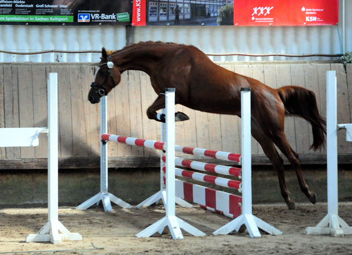 Karanea - Trakehner Prämienanwärterin von High Motion u.d. Pr.St. Karida v. Oliver Twist - Foto: Beate Langels - Trakehner Gestüt Hämelschenburg