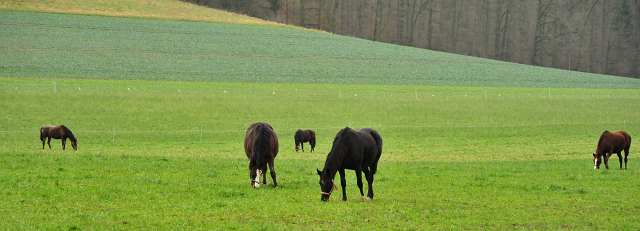 Unsere Stuten auf der Feldweide
 - Foto: Beate Langels - Gestt Hmelschenburg