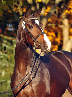 Trakehner Stallion Grand Corazn by Symont out of Pr.a.StPrSt. Guendalina by Red Patrick xx  - Trakehner Gestt Hmelschenburg