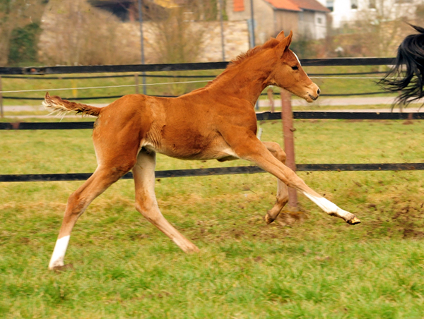 Glory Fire - Trakehner Filly by Alter Fritz out of  Giulietta by Saint Cyr in Hmelschenburg