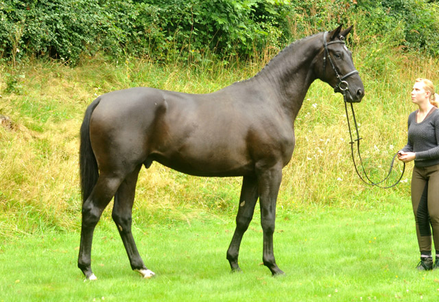 Zweij�hriger Trakehner Hengst von Songline u.d. Eisk�nigin v. Trocadero - im August 2012, Foto Beate Langels