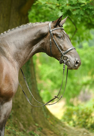 Zweij�hriger Trakehner Hengst von Songline u.d. Eisk�nigin v. Trocadero - im August 2012, Foto Beate Langels