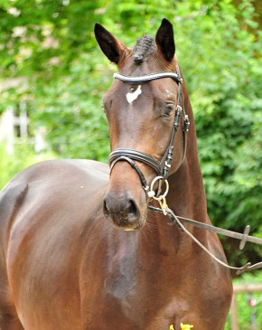 - Trakehner Gestt Hmelschenburg