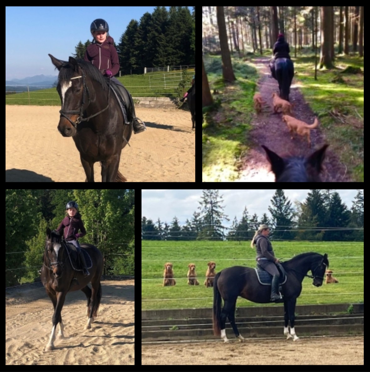 Glorya Gaynor - Trakehner Prämienstute im Herbst 2025 - Foto: Sonnleitner - Trakehner Gestüt Hämelschenburg