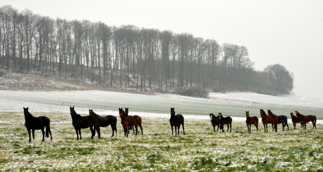 Stuten und Fohlen auf der Feldweide - 25. Januar 2014 - Gestt Hmelschenburg - Beate Langels