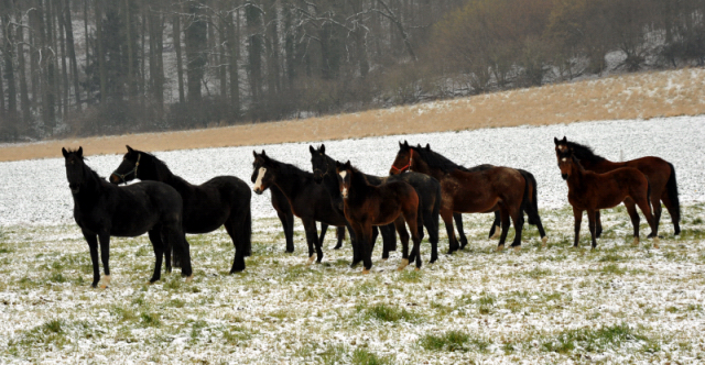 Stuten und Fohlen auf der Feldweide - 25. Januar 2014 - Gestt Hmelschenburg - Beate Langels
