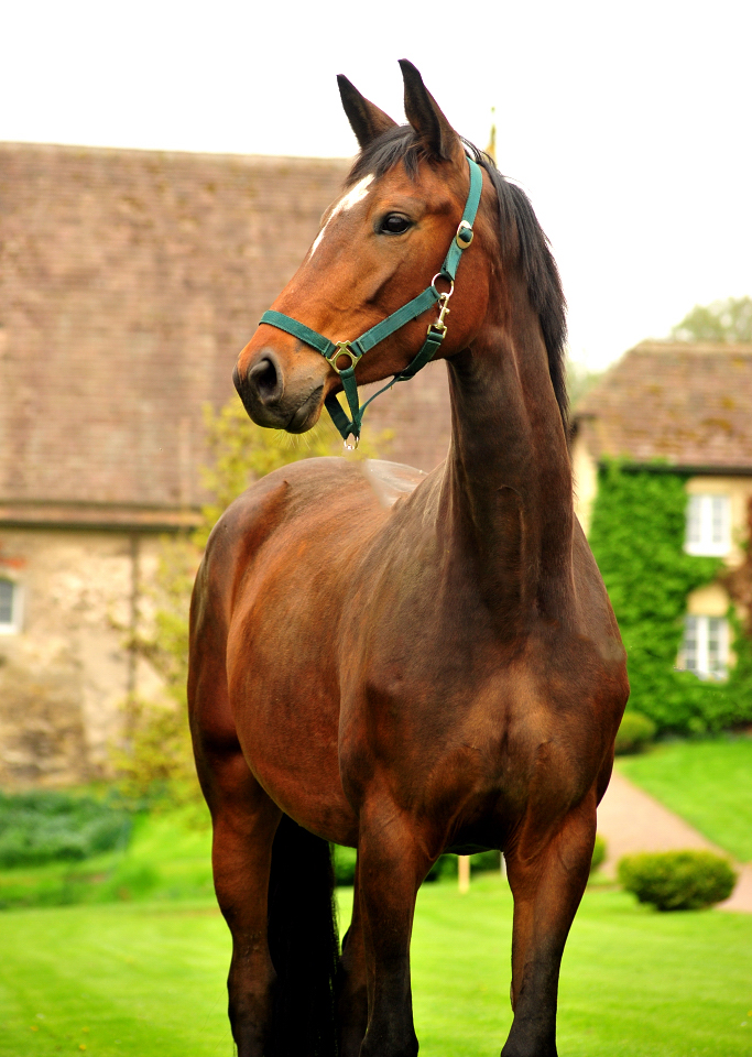 Karidia von Saint Cyr u.d. Pr.St. Karida v. Oliver Twist - Foto: Beate Langels - Trakehner Gestüt Hämelschenburg