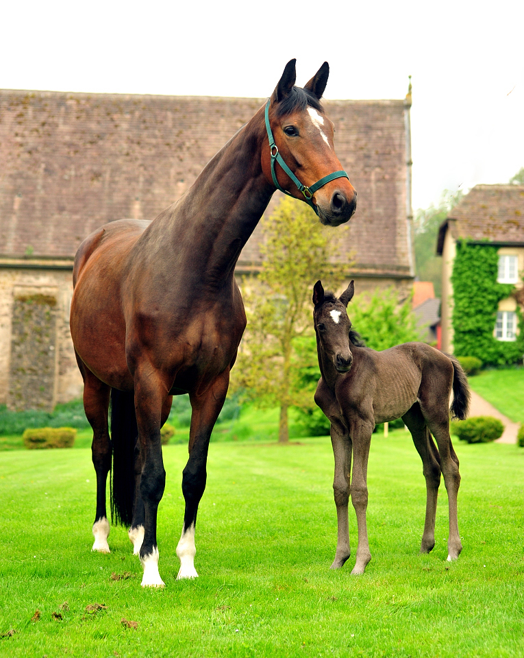 Karidia - Trakehner Stute von Saint Cyr u.d. Pr.St. Karida v. Oliver Twist - Foto: Beate Langels - Trakehner Gestüt Hämelschenburg