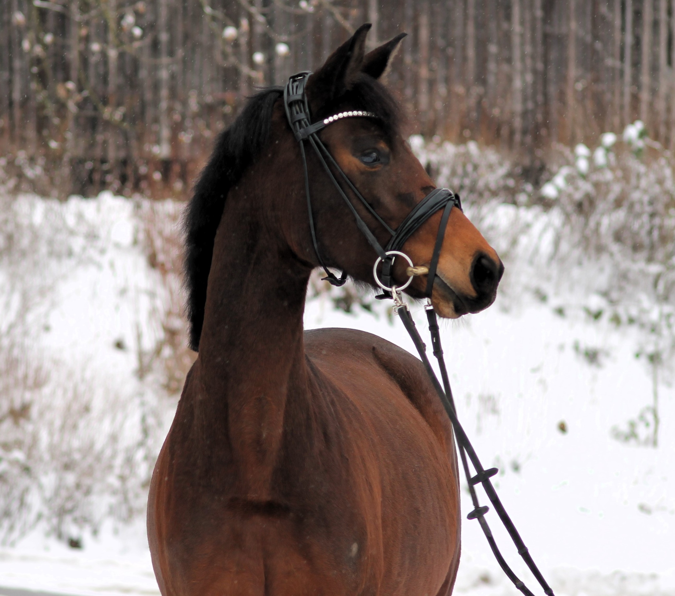 Schwalbe's Primavera v. Sch�plitzer x High Motion - Trakehner Gest�t H�melschenburg Beate Langels - Foto Johanna Kraus