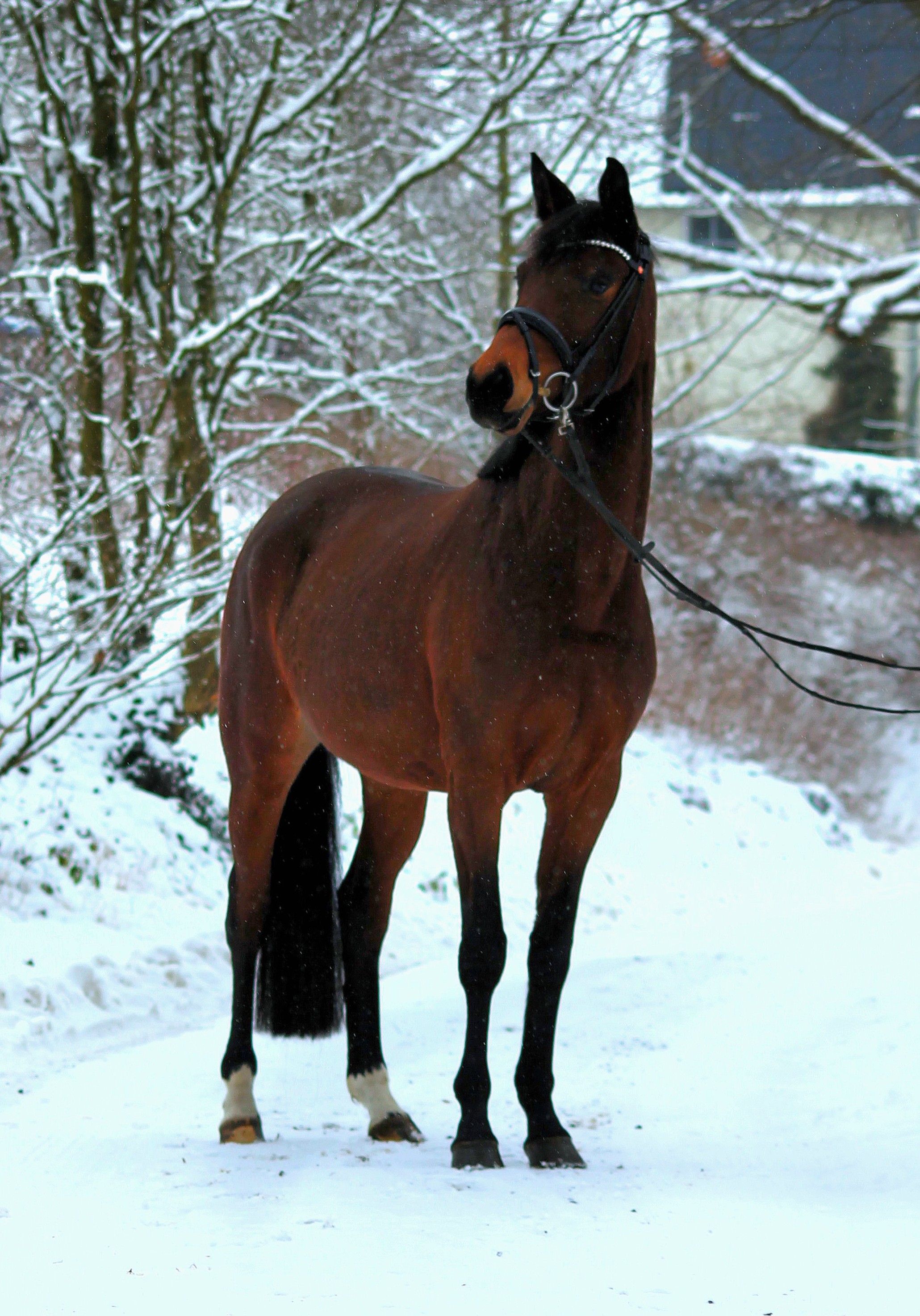 Schwalbe's Primavera v. Schäplitzer x High Motion - Trakehner Gestüt Hämelschenburg Beate Langels - Foto Johanna Kraus